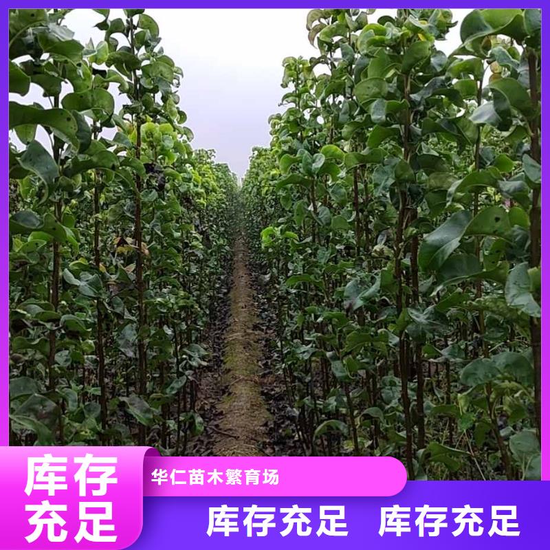 梨玉露香梨樹苗真材實(shí)料