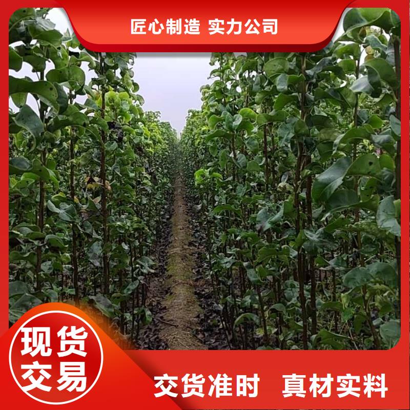 梨梨树苗基地敢与同行比质量