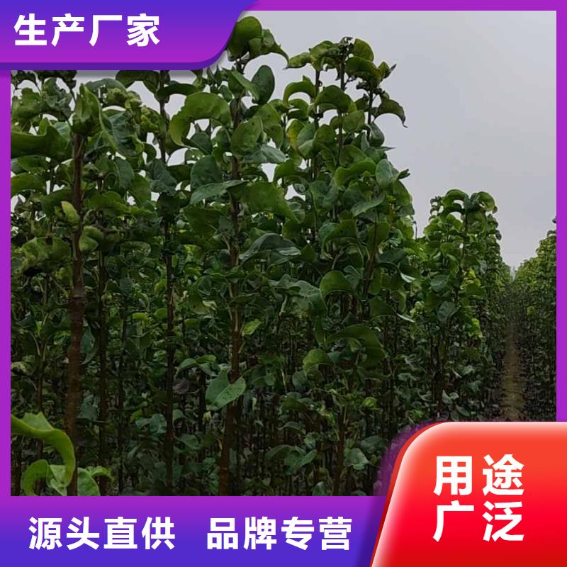 梨-秋月梨樹苗檢驗發貨