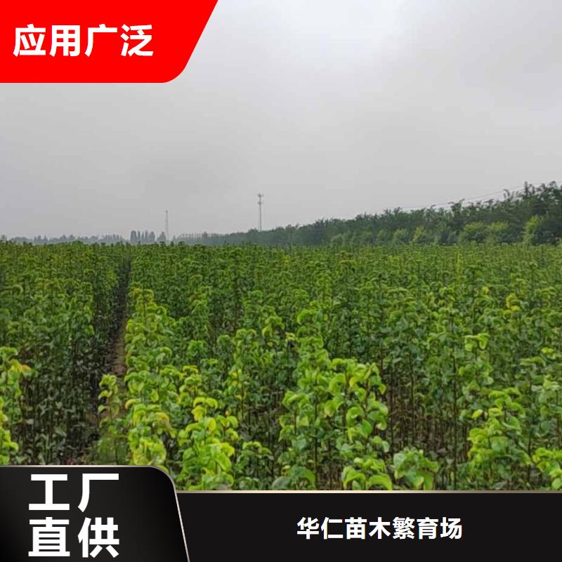 梨奥红全红梨树苗实体厂家支持定制