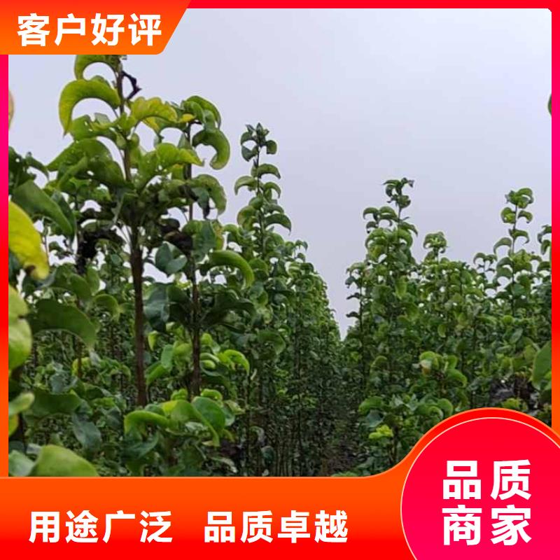 梨杜梨苗好品質售后無憂