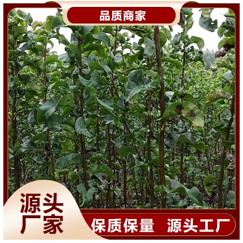 梨-秋月梨樹苗檢驗發(fā)貨