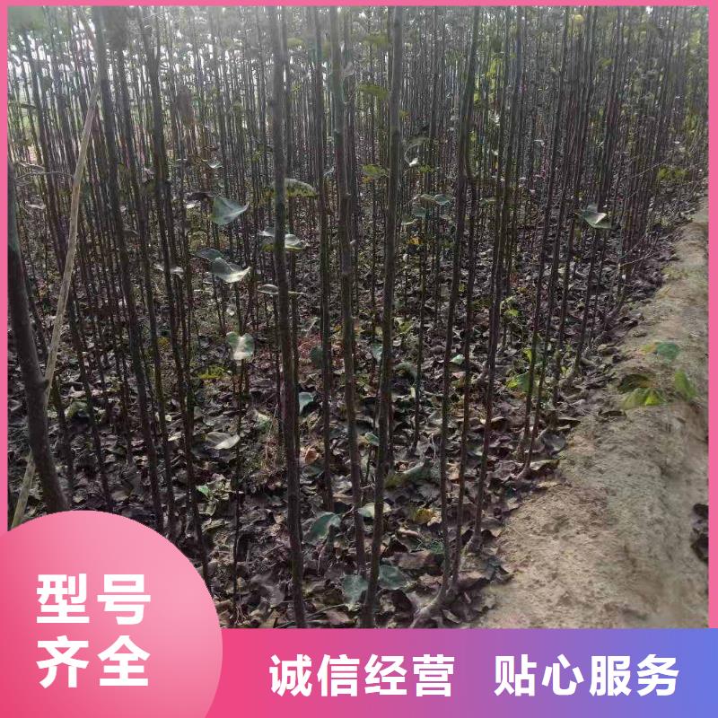 梨毛桃苗自產(chǎn)自銷
