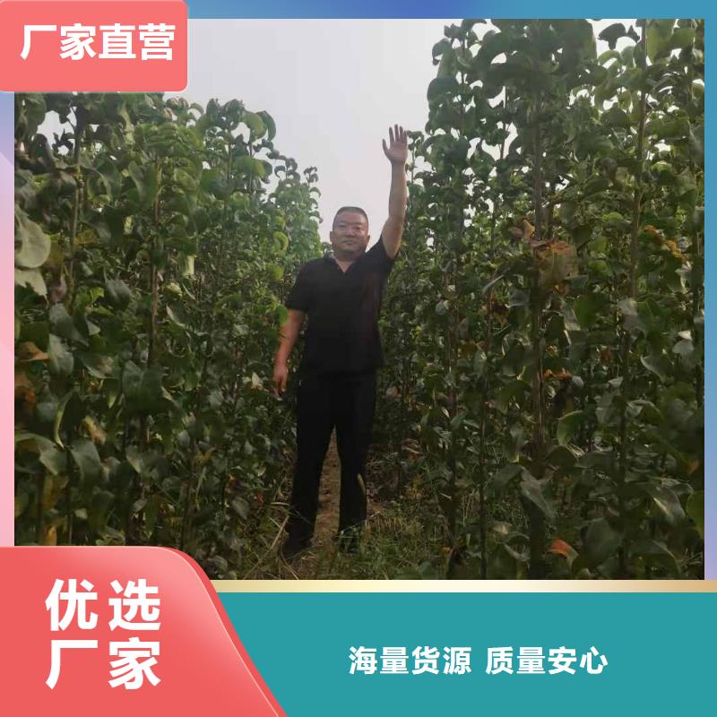 梨奧紅全紅梨樹苗為品質而生產