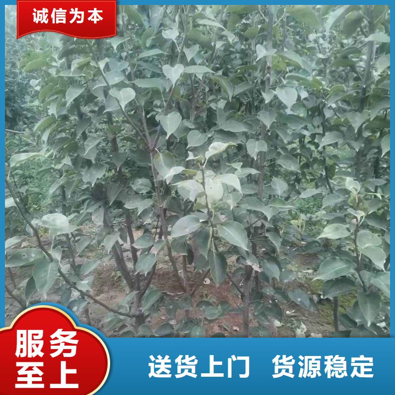 梨_海棠苗大量現貨供應