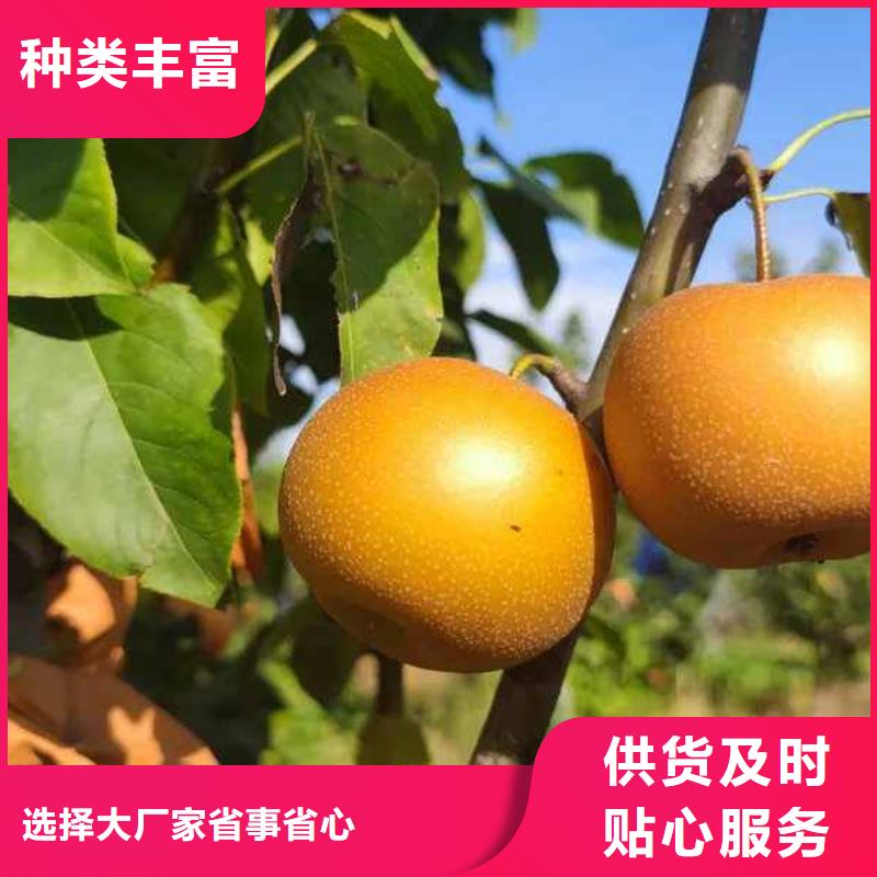 梨杜梨苗就近發(fā)貨