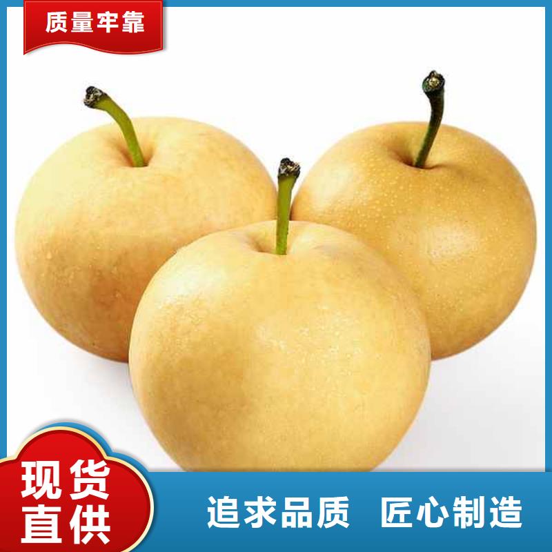 梨毛桃苗来电咨询