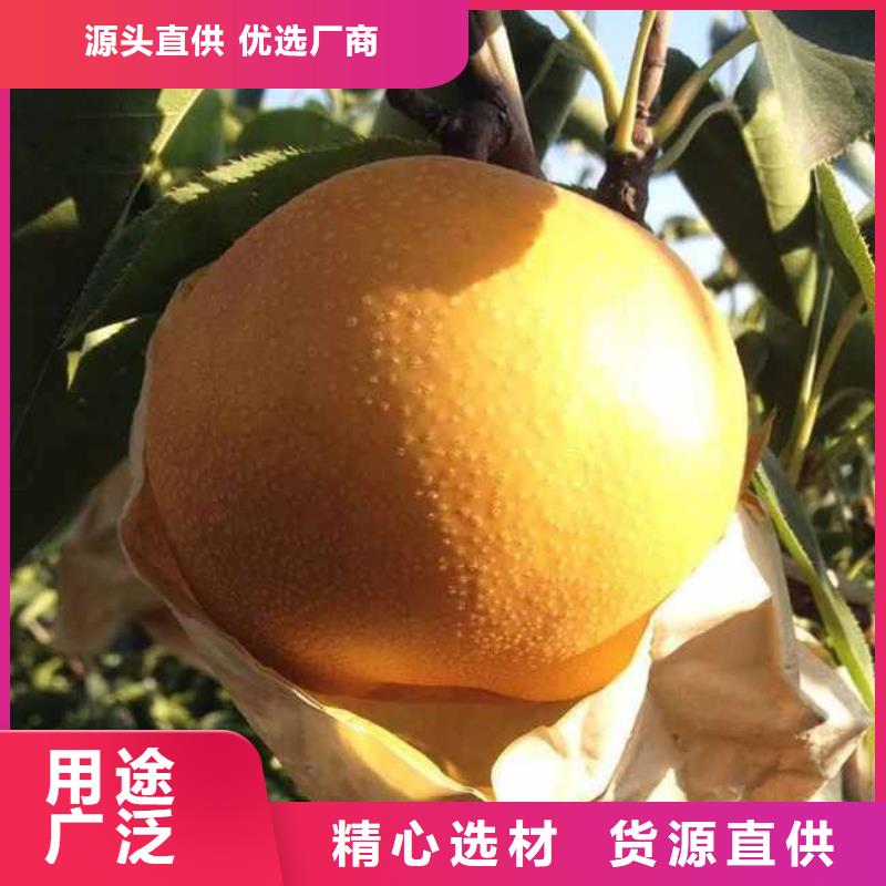 梨山桃苗品質優選