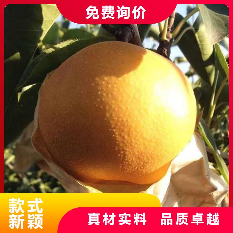 梨紅香酥梨樹苗實力優品
