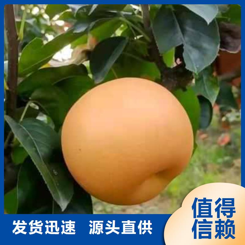 梨-北京十四號桃樹苗一站式采購商家