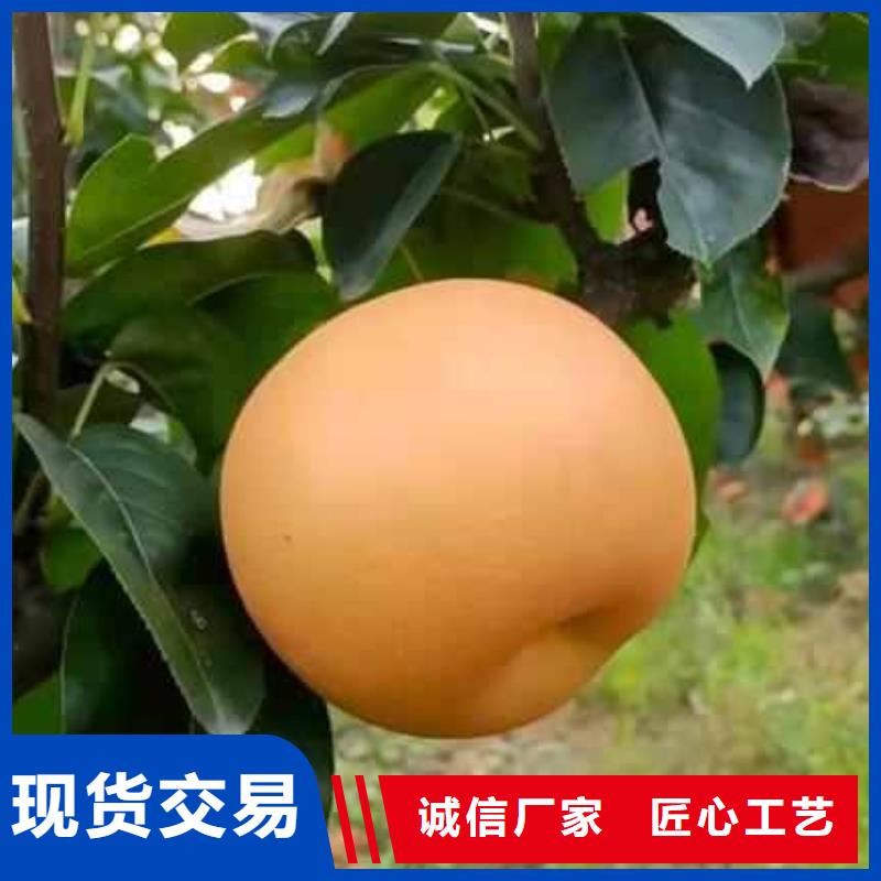 梨梨樹苗基地廠家現貨供應