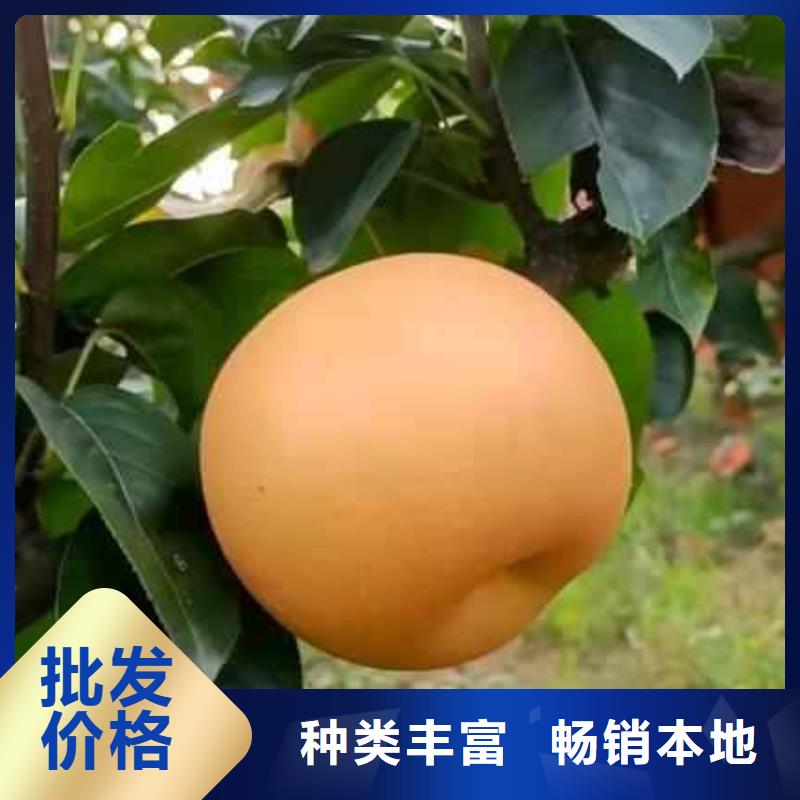 梨杜梨苗好品質售后無憂