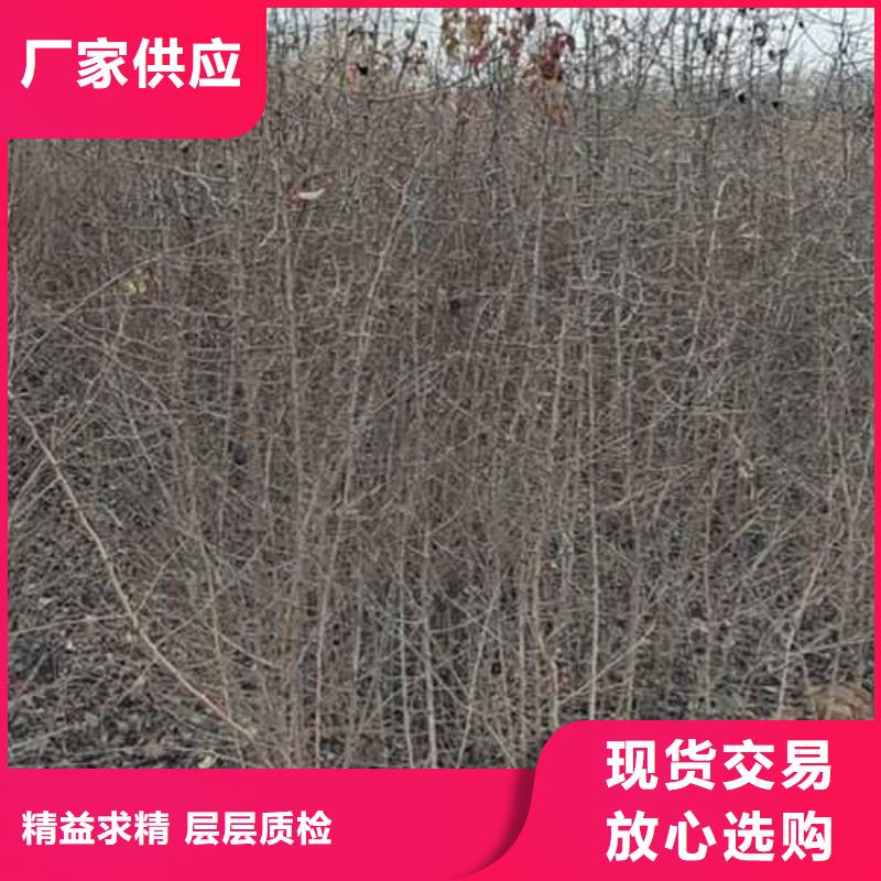 杜梨新梨7號梨樹苗設計合理