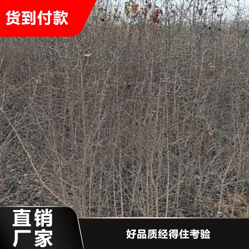 杜梨梨树苗基地性能稳定