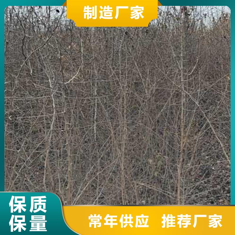杜梨-【毛桃苗】现货充裕