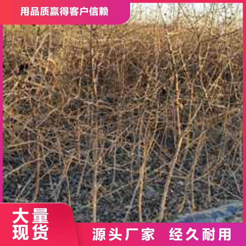 杜梨皇冠梨樹苗現貨銷售