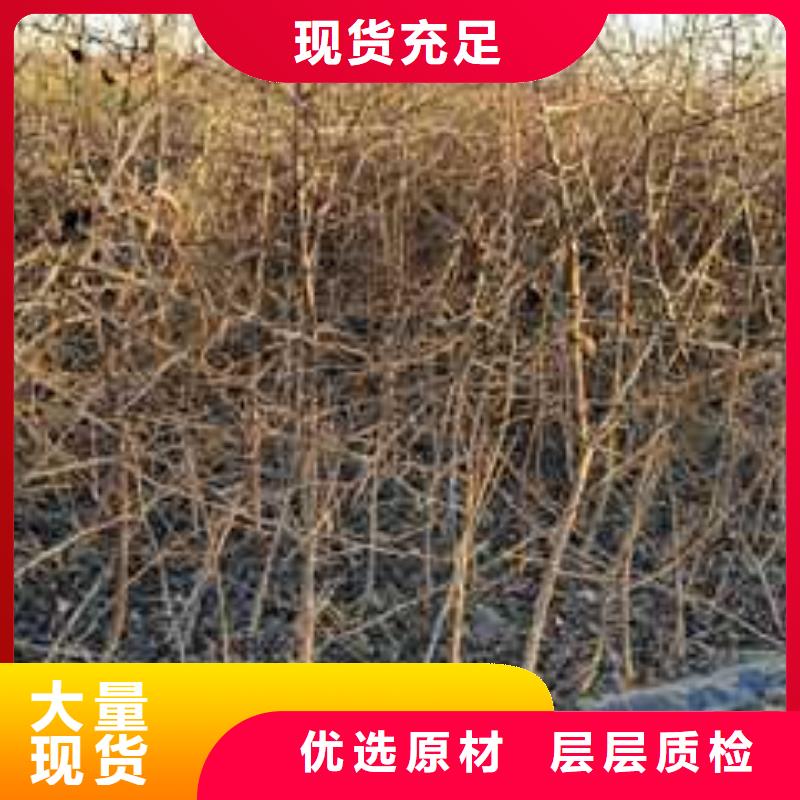 杜梨皇冠梨樹苗隨心所欲定制