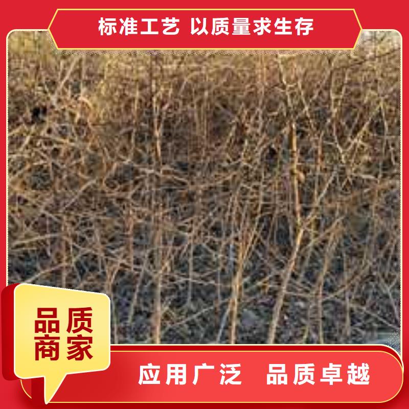 杜梨_杜梨苗定制零售批發