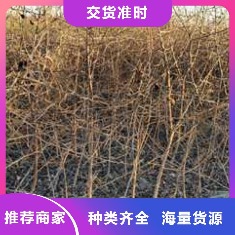 杜梨奧紅全紅梨樹苗為您精心挑選