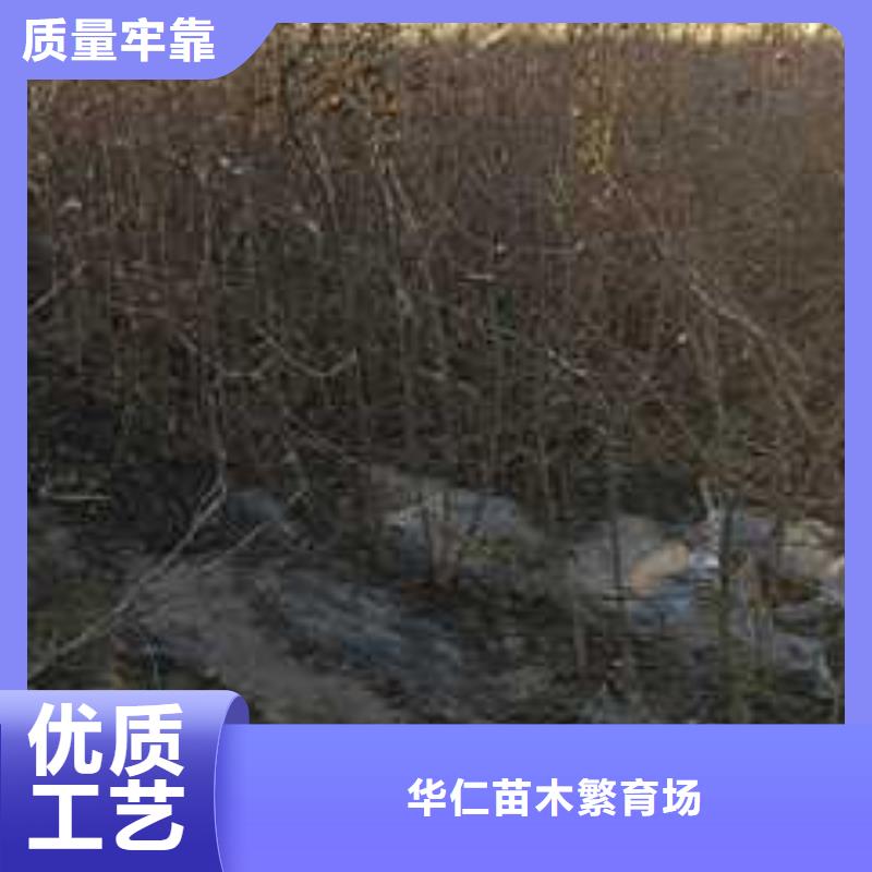杜梨毛桃苗供貨及時