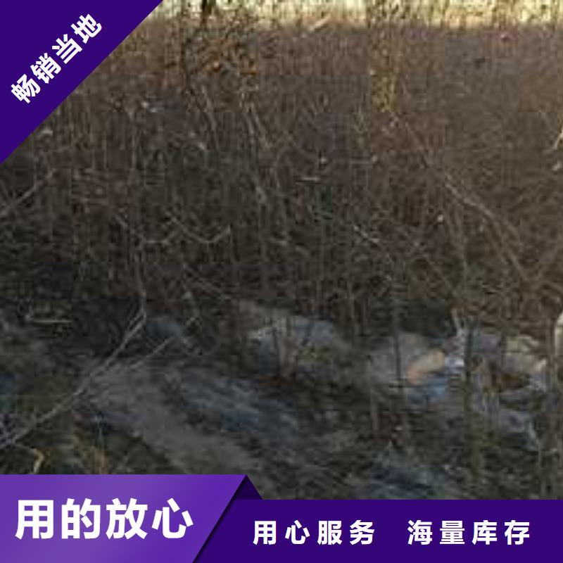 杜梨新梨7號梨樹苗設計合理