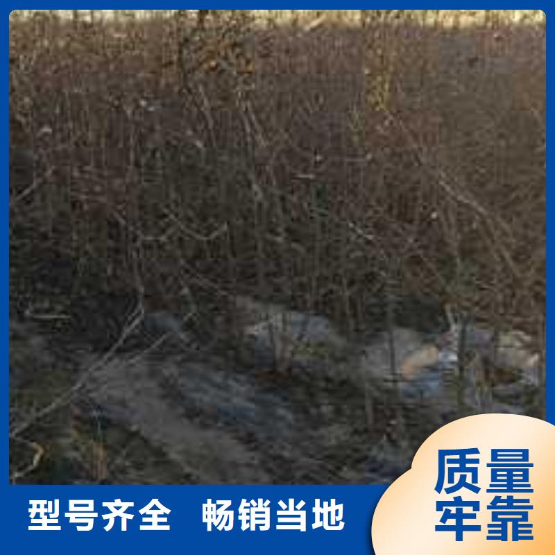 杜梨瑞蟠101桃樹苗專業設計