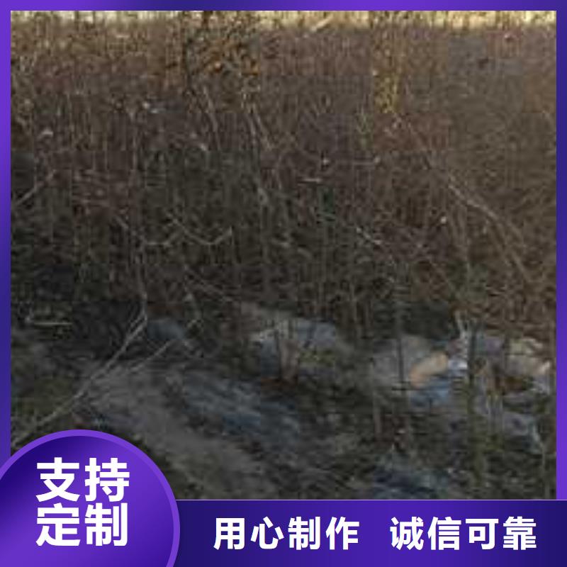 杜梨_梨树苗基地精工打造