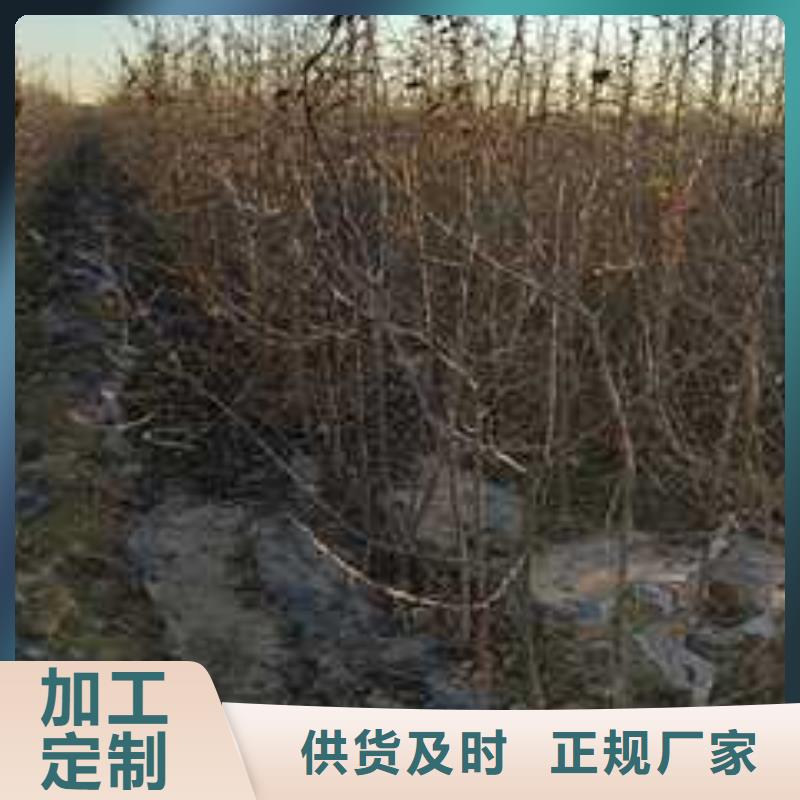 杜梨皇冠梨樹苗現貨銷售