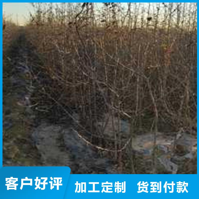 杜梨瑞蟠101桃树苗种类丰富