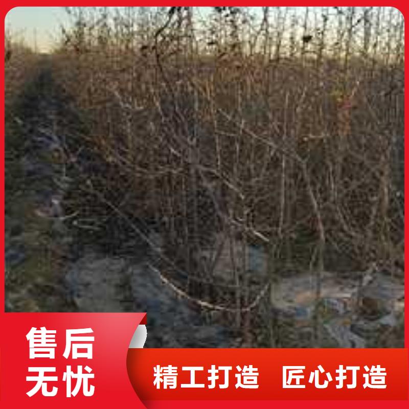 杜梨梨树苗基地今日价格