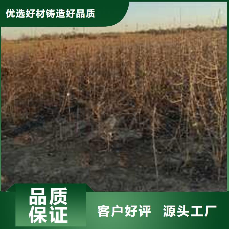 杜梨-梨樹苗基地廠家自營