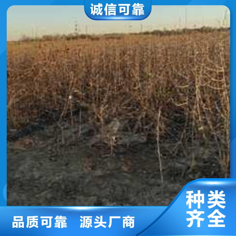 杜梨皇冠梨樹苗自產(chǎn)自銷