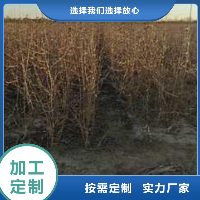 杜梨杜梨苗用心制作
