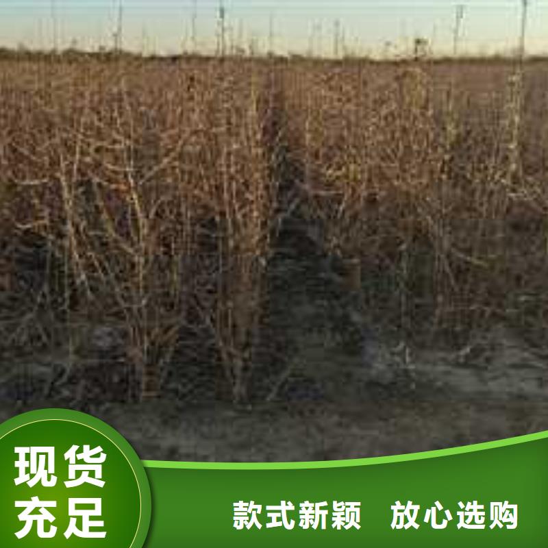 杜梨秋月梨樹(shù)苗價(jià)格實(shí)惠工廠直供