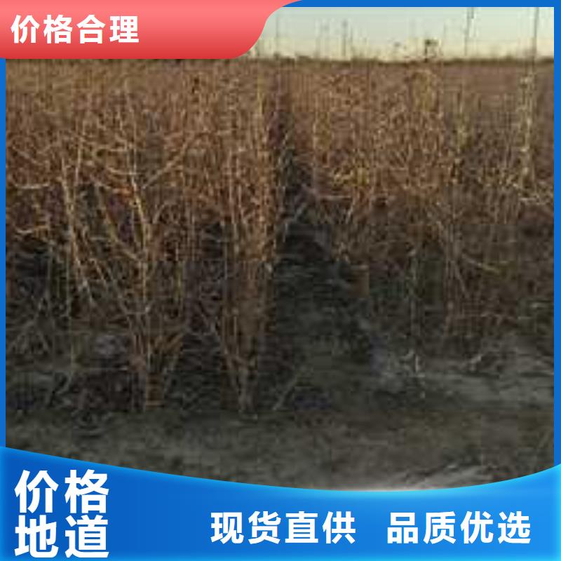 杜梨瑞蟠101桃樹苗常年出售