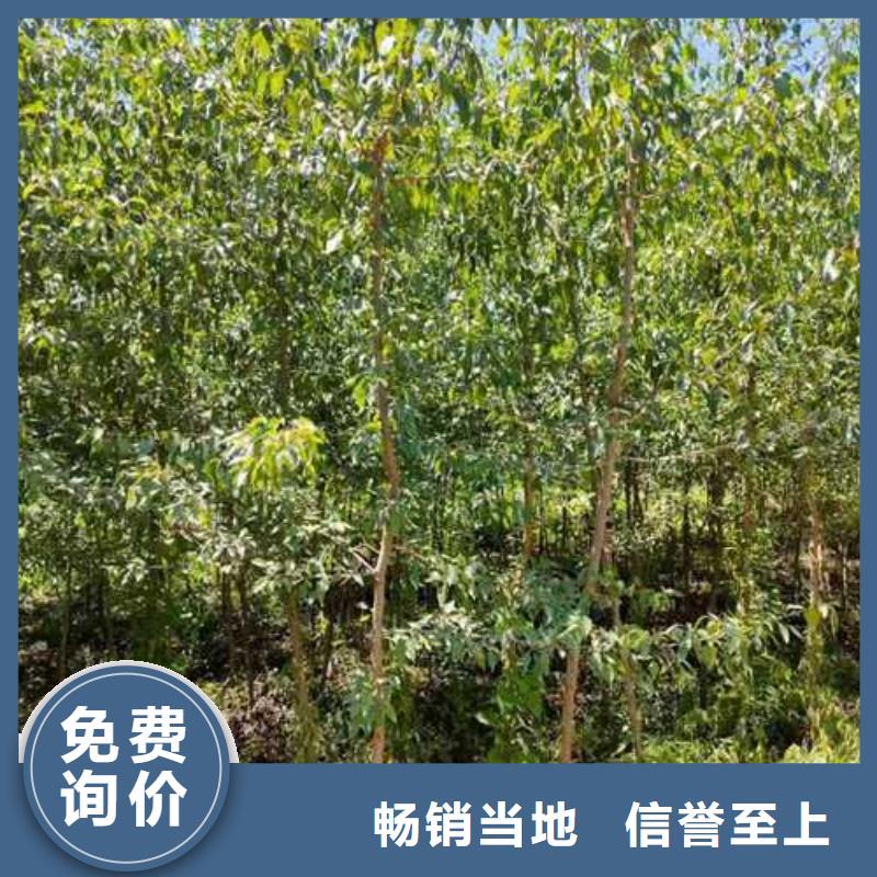 杜梨新梨7號梨樹苗真實拍攝品質可靠