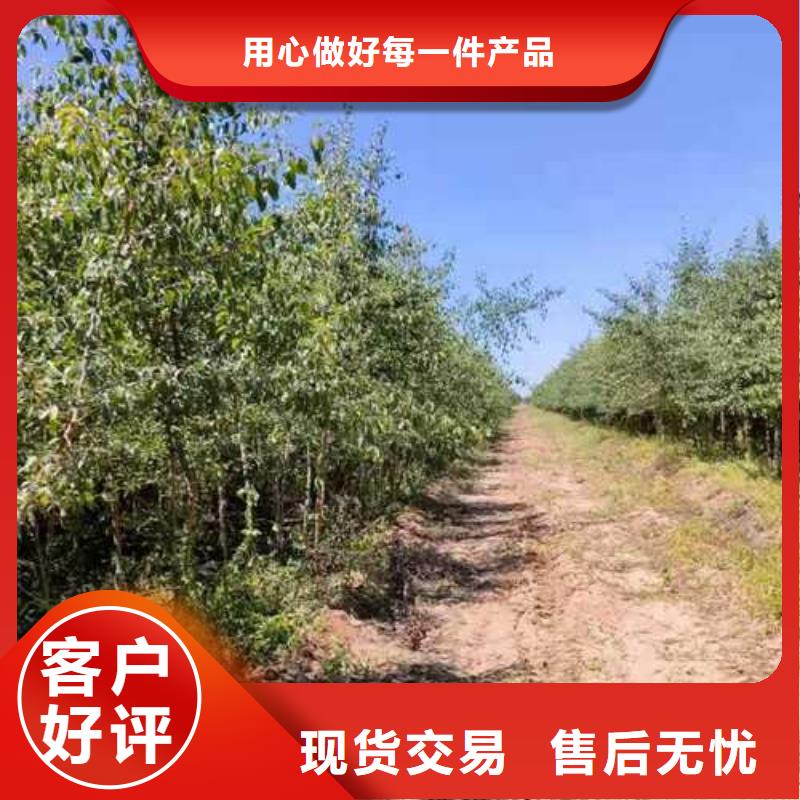 杜梨瑞蟠101桃树苗种类丰富