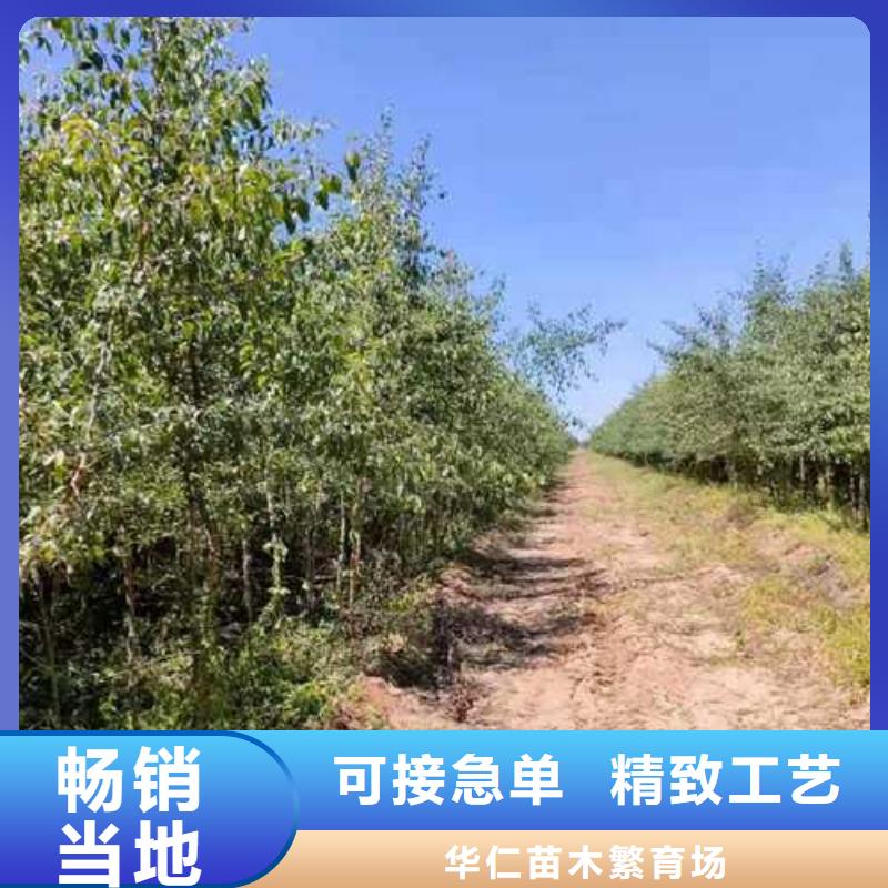 杜梨,黃冠梨樹苗加工定制