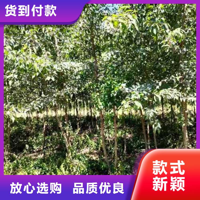 杜梨,黃冠梨樹苗加工定制
