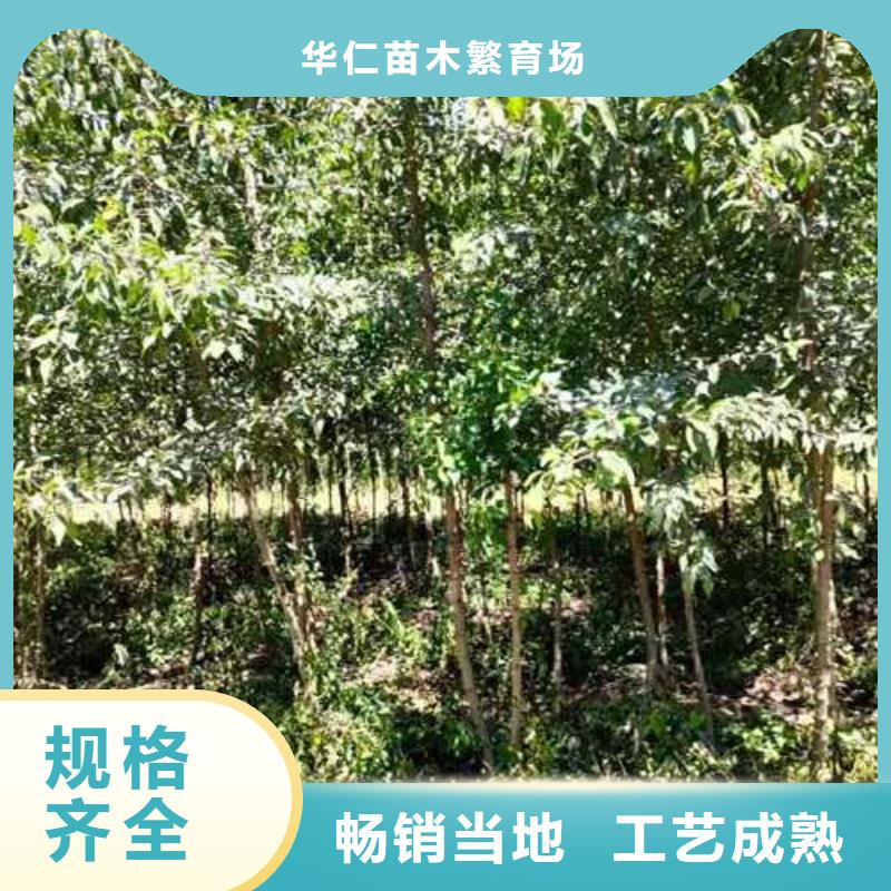 杜梨毛桃苗供貨及時