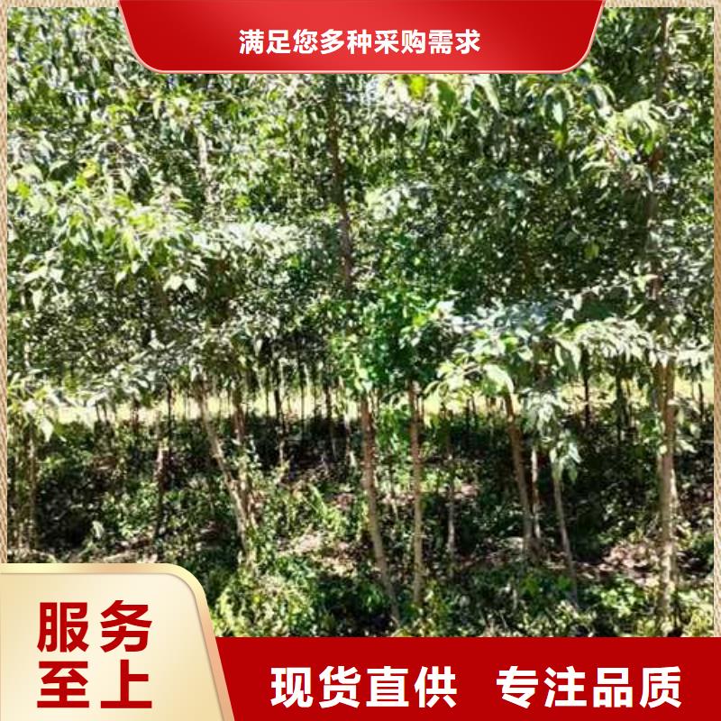 杜梨-玉露香梨树苗送货上门