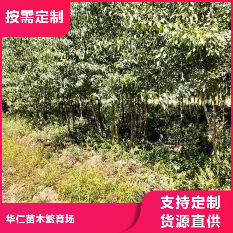 杜梨秋月梨樹苗嚴格把控質量