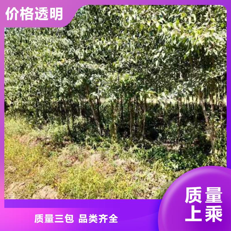 杜梨十四号桃树苗直销厂家
