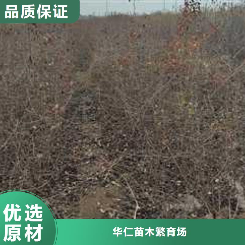 杜梨皇冠梨樹苗現貨銷售