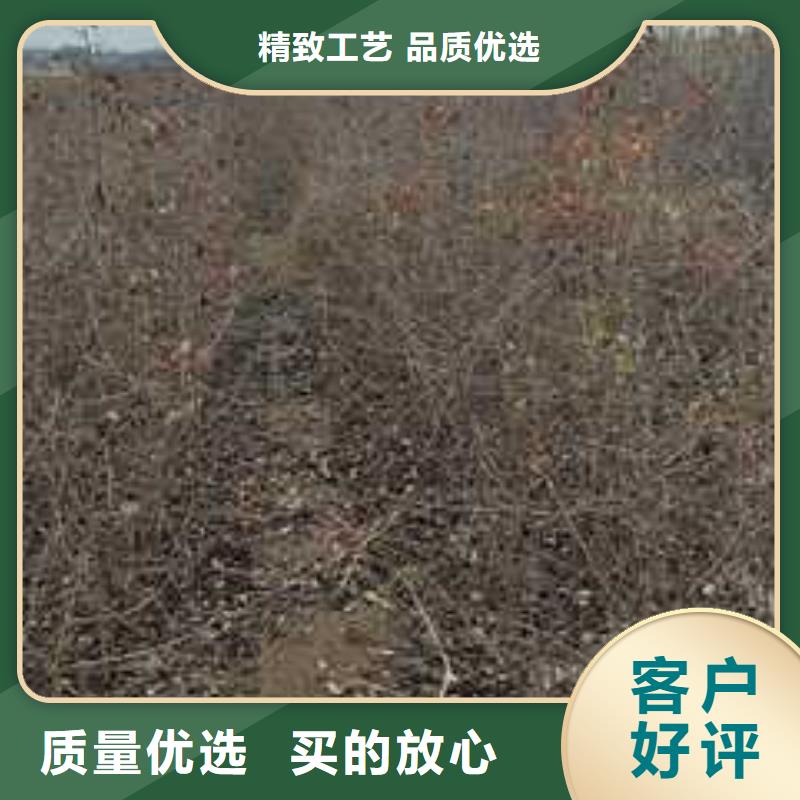杜梨瑞蟠101桃樹苗專業設計