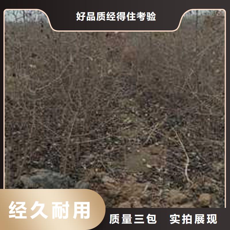 杜梨新梨7号梨树苗品种全
