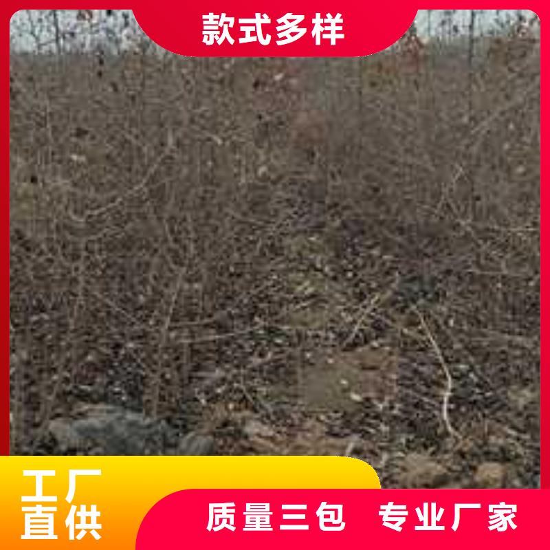 杜梨毛桃苗供貨及時