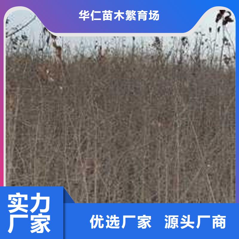 杜梨-【毛桃苗】现货充裕