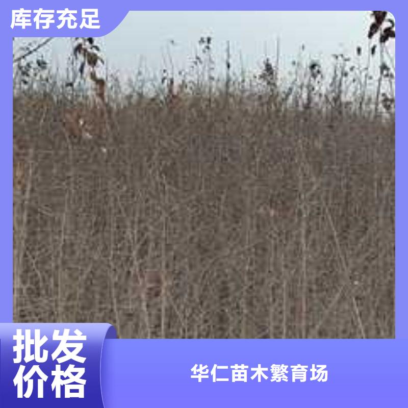 杜梨秋月梨树苗高品质现货销售