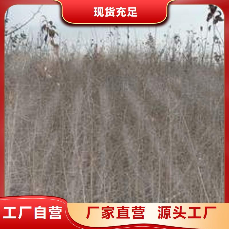 杜梨秋月梨樹苗誠信商家
